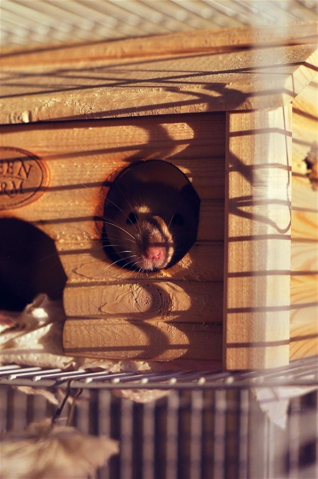 Sådan bekæmpes rotter hurtigt og effektivt