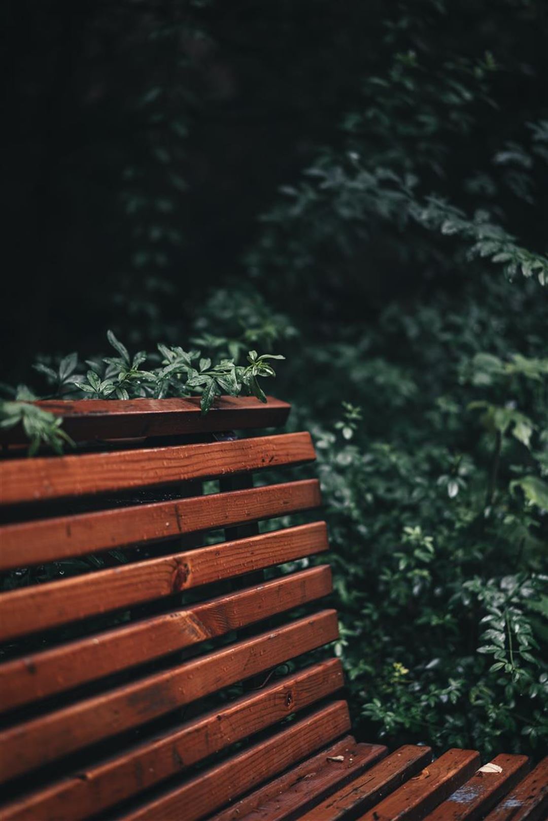 Oplev skønheden i det fjerne dit eget teleskop til hjemmet haven og naturen
